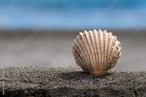 Sea shell