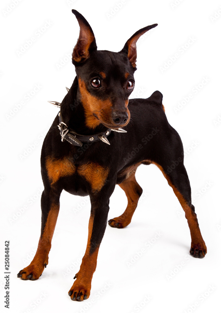 Image of miniature pinscher Image of miniature pinscher