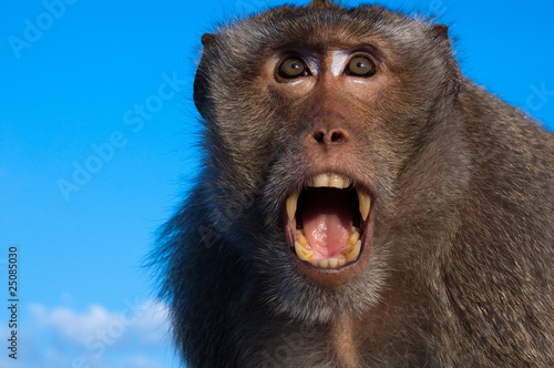 Photography fierce monky