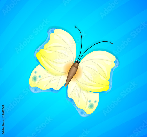 Colorful butterfly