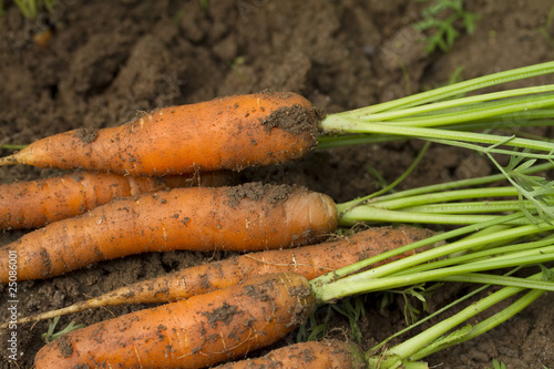 The freshest carrots