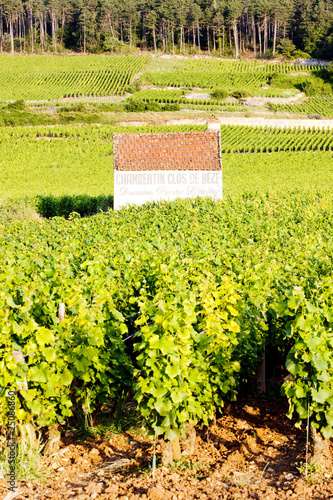 vineyards at Gevrey-Chambertin, Cote de Nuits, Burgundy, France photo