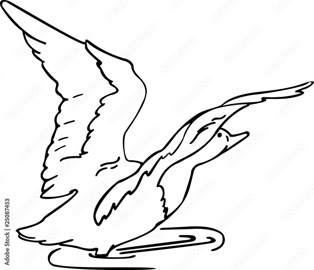 duck duck