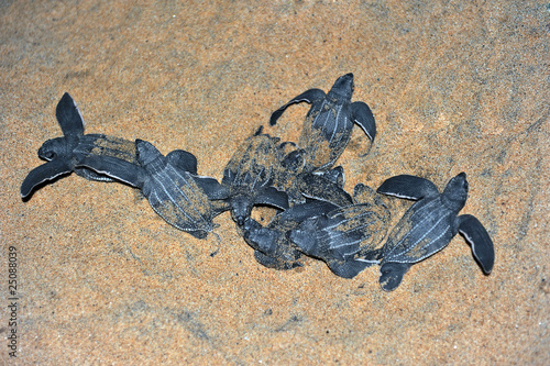 Leatherback turtles emergence once  the sand has cooled at night