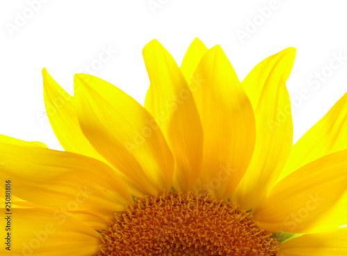 Fototapeta Naklejka Na Ścianę i Meble -  Part of sunflower on white background