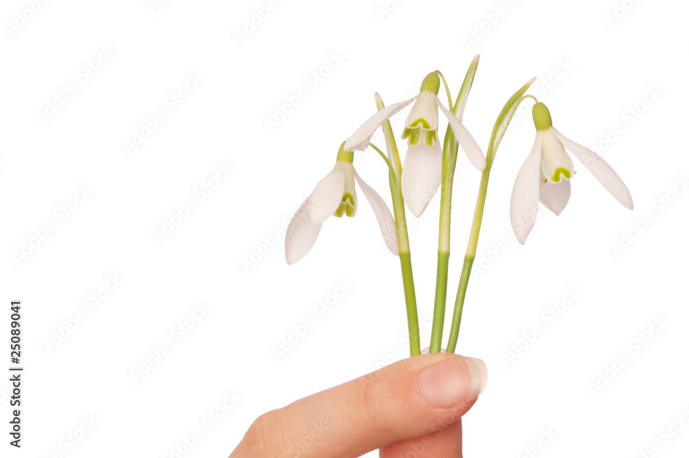 snowdrops snowdrops