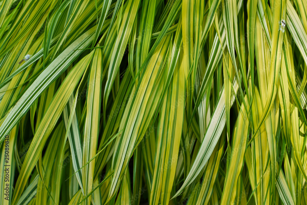 Green Leaf Background in nature Green Leaf Background in nature
