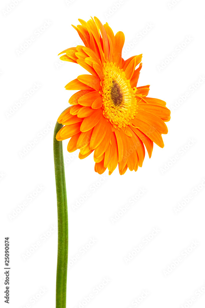 freshness orange gerber freshness orange gerber
