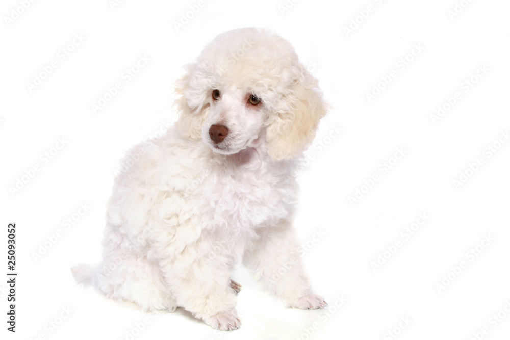 White poodle in front