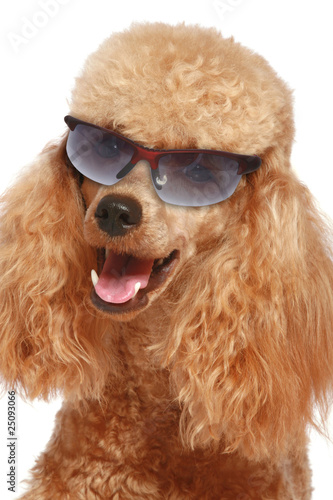 Close-up, apricot poodle puppy in sun glasses