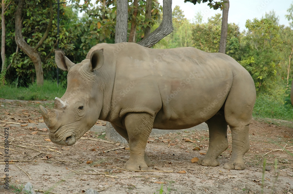 Obraz premium White Rhinoceros