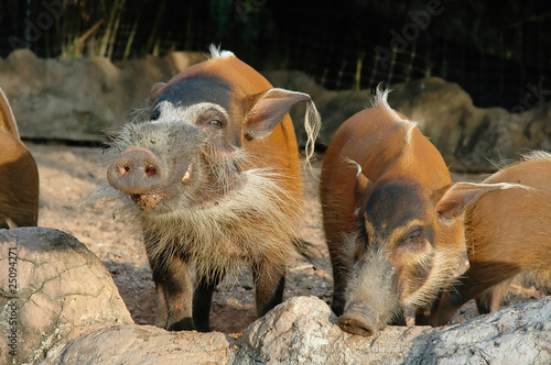Red River Hog smiled