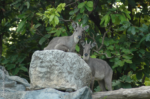 Goral