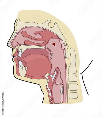 oral cavity