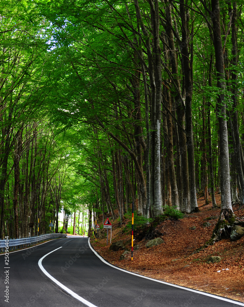 Obraz premium Forest Road