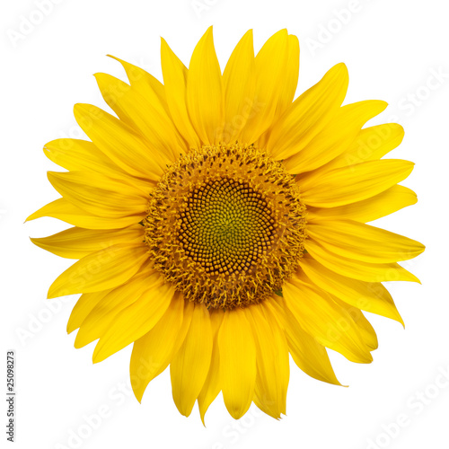 Fototapeta Naklejka Na Ścianę i Meble -  Sunflower on white background