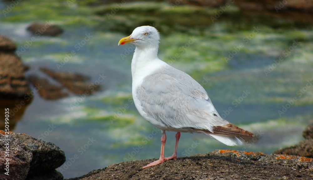 Fototapeta premium mouette