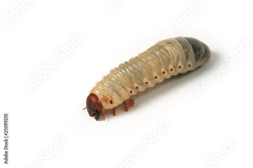 Larva of a may-bug