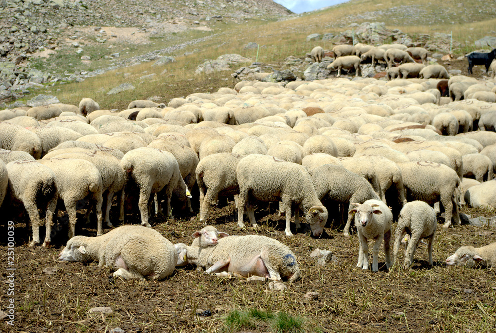 Obraz premium Les moutons
