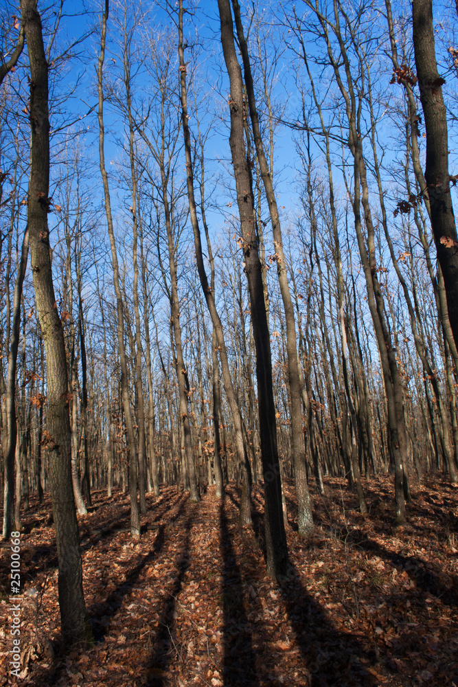 Obraz premium Forest detail