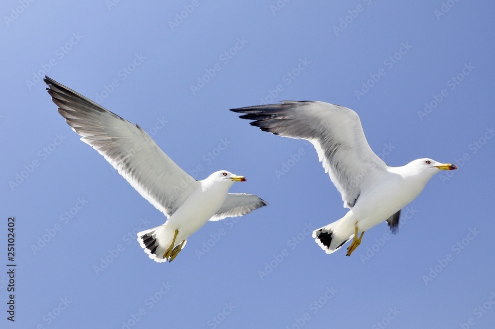Fototapeta premium Twin seagulls flying with blue background