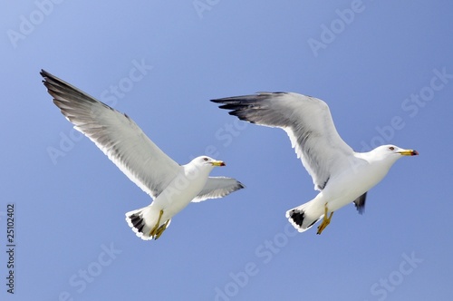 Twin seagulls flying with blue background