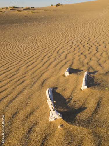 Desert Bones