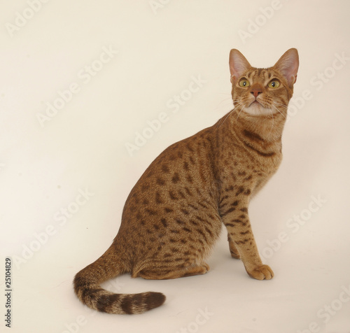 OCICAT. photo