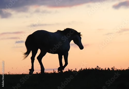 gray horse running on hill on sunset