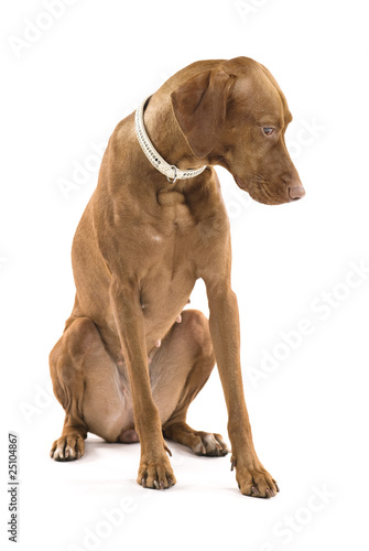 Beautiful female Hungarian Vizsla. Isolated on white background.