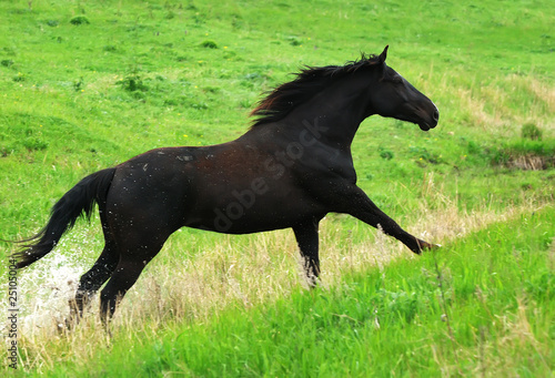 beautiful black horse running gallop on pasture
