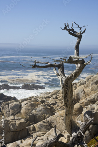 Lone Tree by the ocean