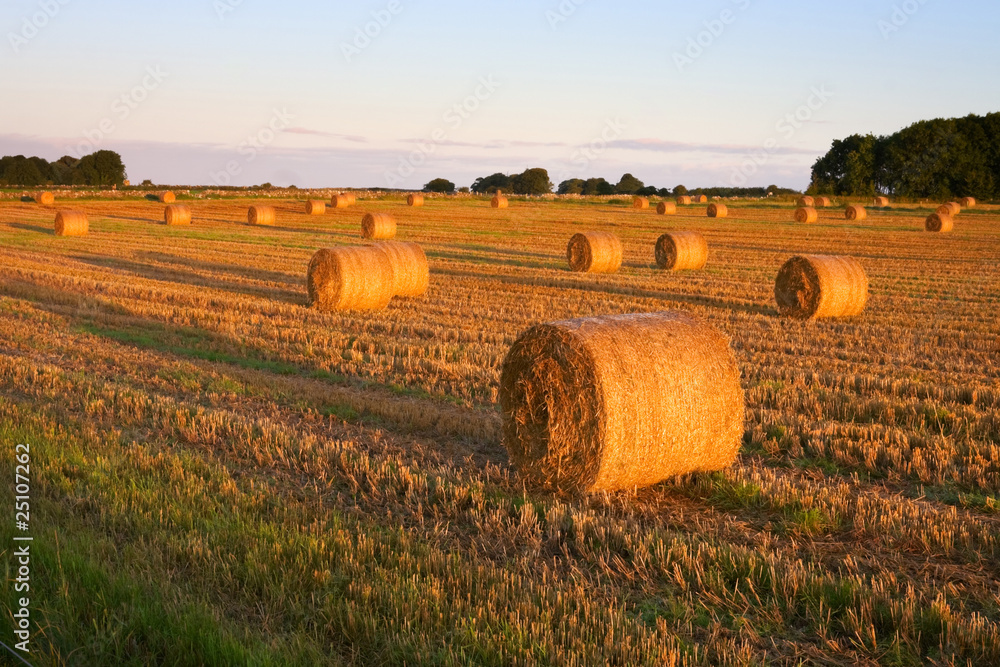 first sunlight on bales of straw in the field