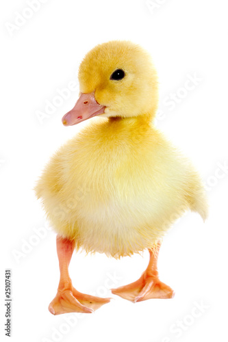 Four days old duckling isolated on white