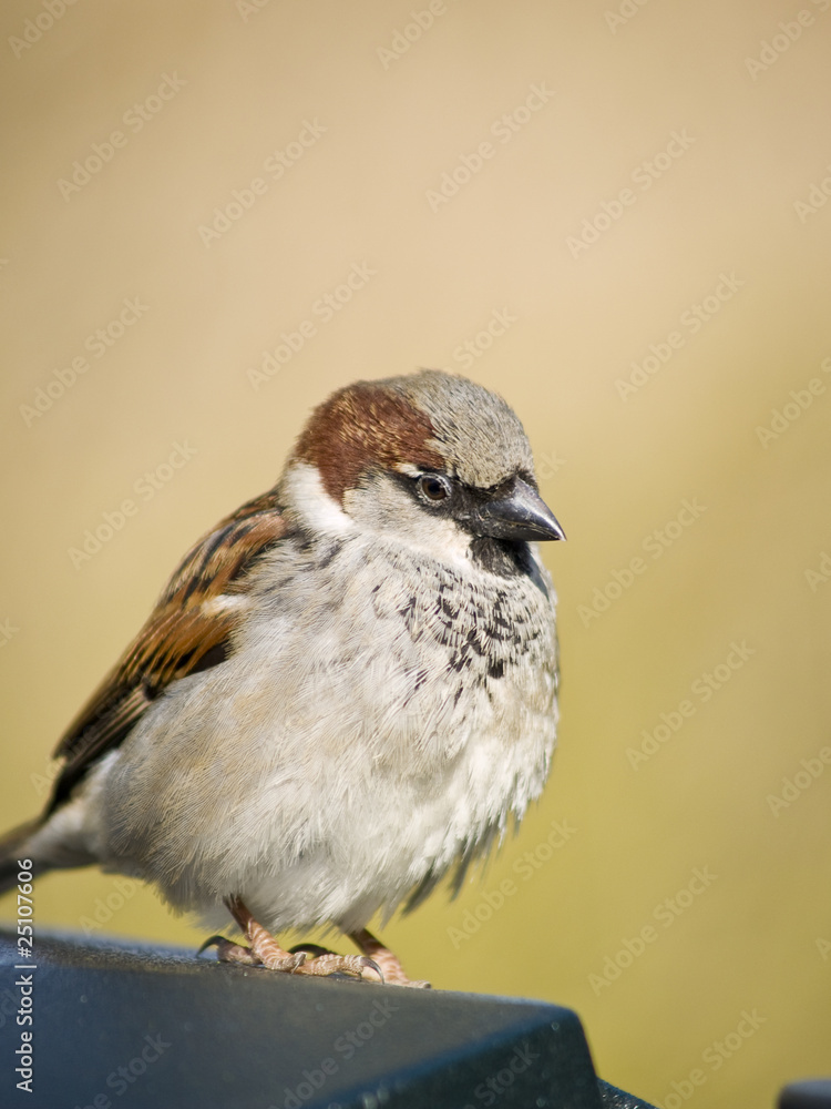 Naklejka premium Male sparrow