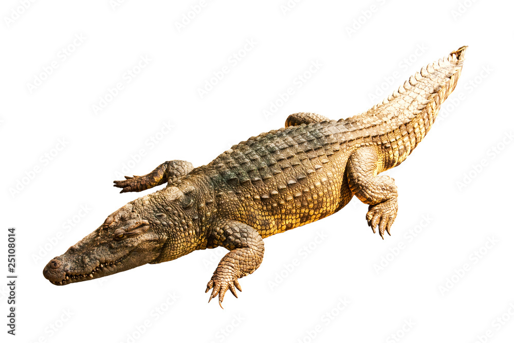 Naklejka premium Crocodile isolated on white background