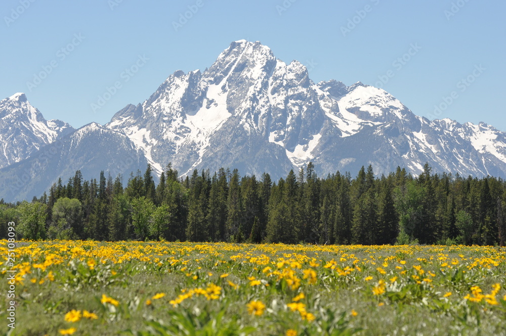 Fototapeta premium wildflowers and mountain peaks