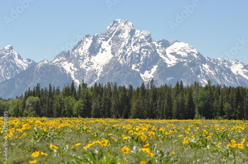wildflowers and mountain peaks