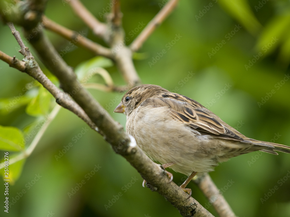 Female sparrow Female sparrow