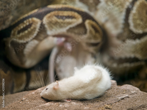 Royal or ball python with prey