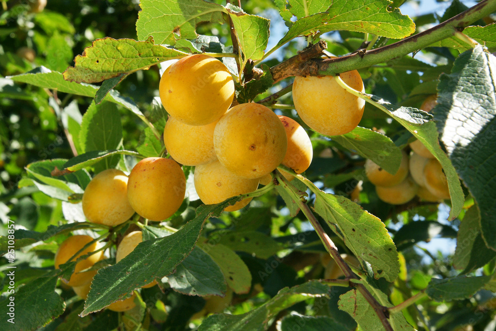 Mirabelles