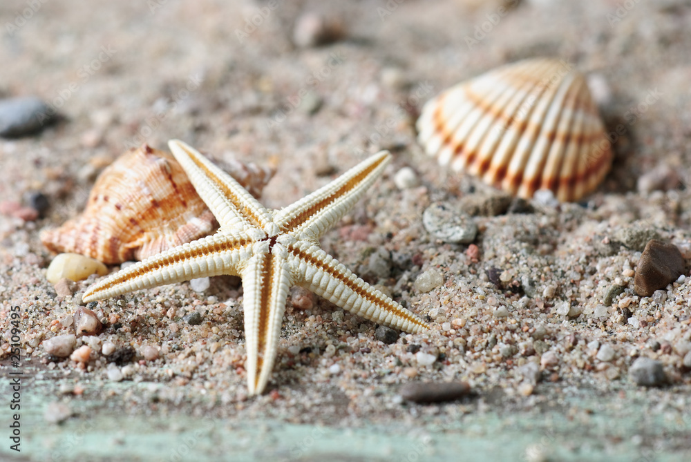 Muschel, Seestern und Schneckenhaus am Sand strand Muschel, Seestern und Schneckenhaus am Sand strand