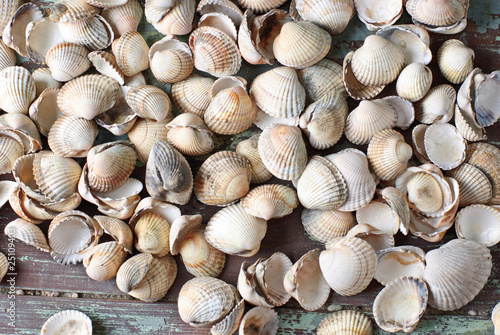 viele muscheln am sand strand