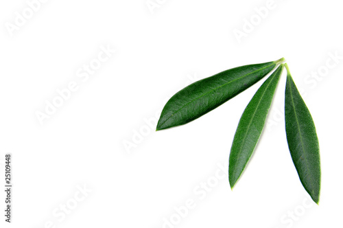 olive tree leaves