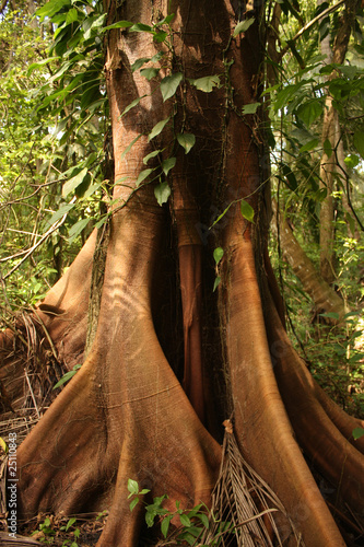 Ceiba, tropical tree, Tayrona National Park #25110843
