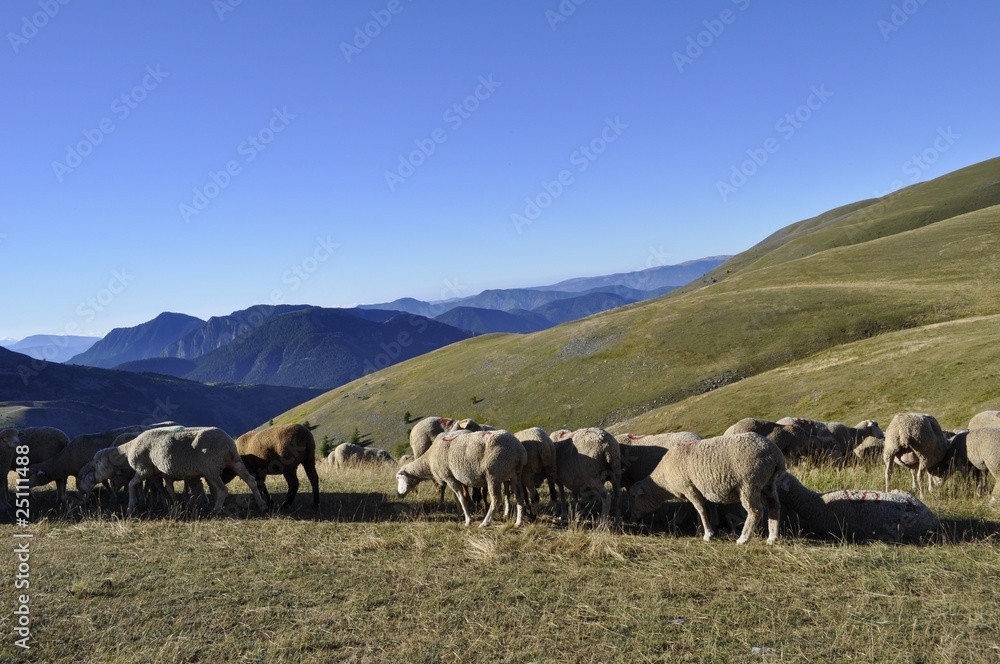 Moutons dans les alpes