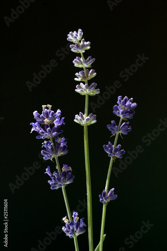 Fototapeta Naklejka Na Ścianę i Meble -  lavendel; Lavendula angustifolia