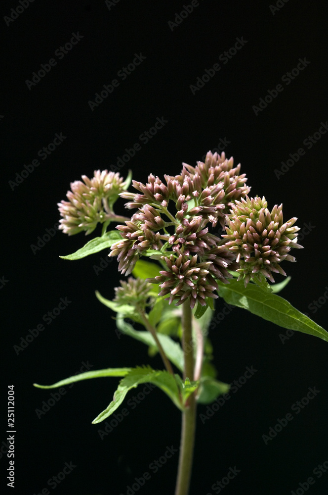 Wasserdost; Kunigundenkraut; Eupatorium cannabinum Wasserdost; Kunigundenkraut; Eupatorium cannabinum