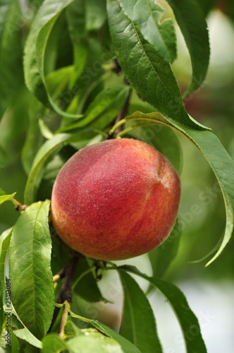 peach on the tree
