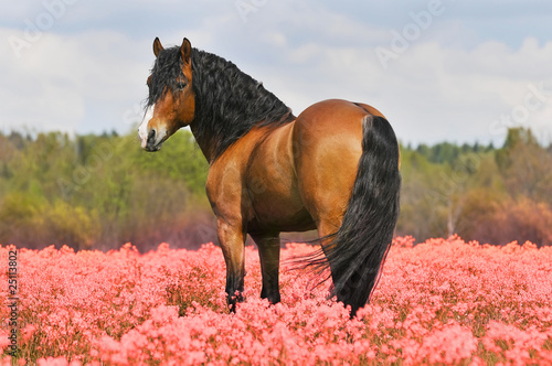 bay stallion on the pink field